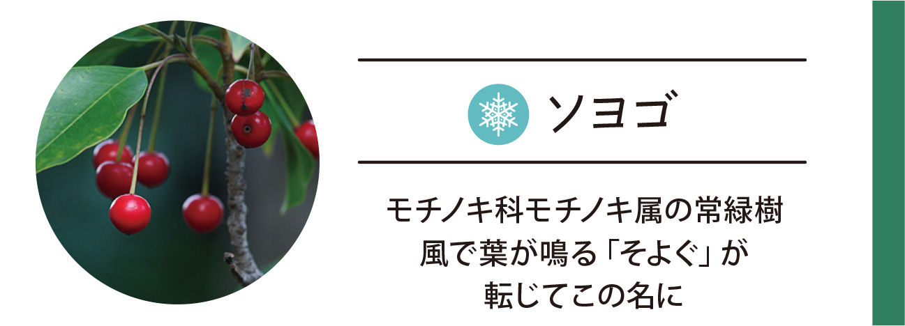 ソヨゴ