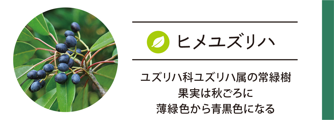 ヒメユズリハ