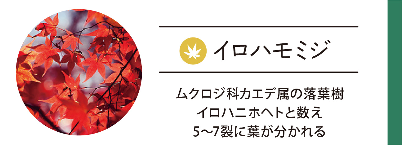イロハモミジ
