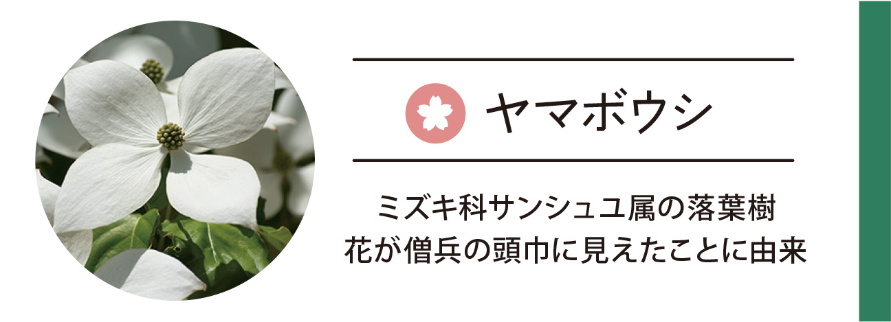 ヤマボウシ