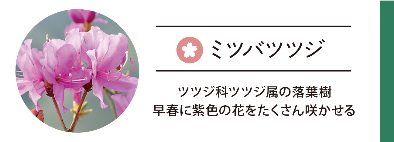 ミツバツツジ