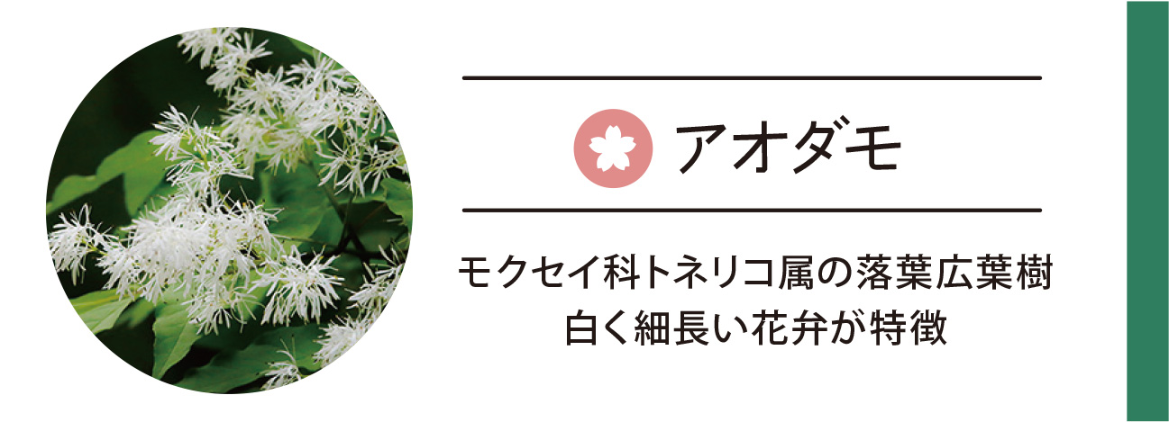アオダモ