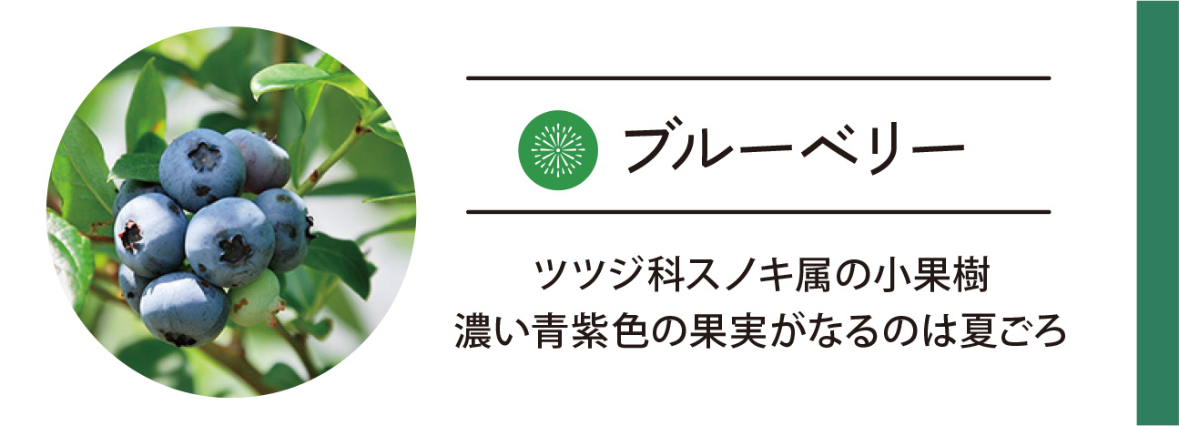 ブルーベリー
