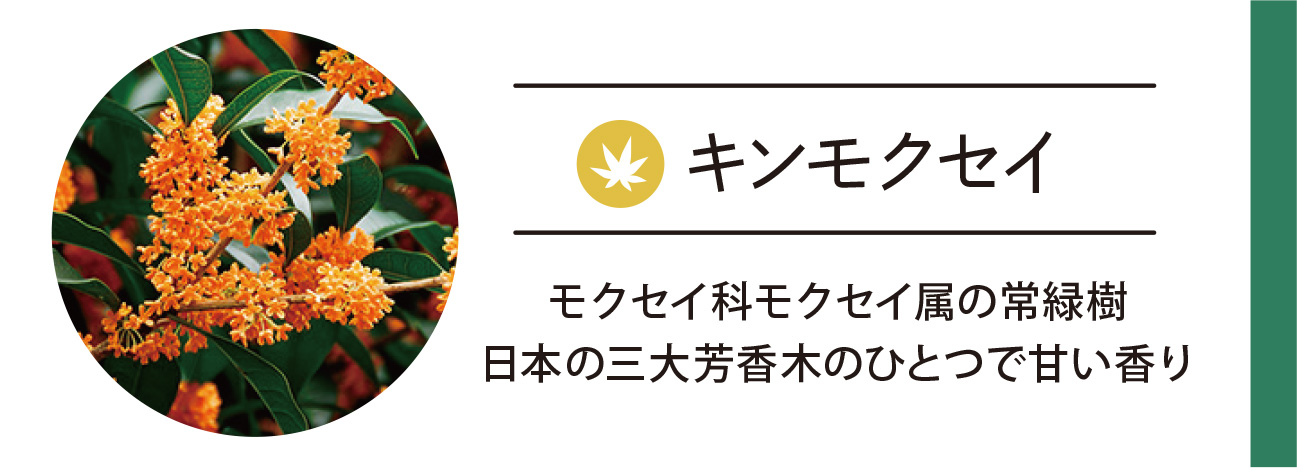 キンモクセイ