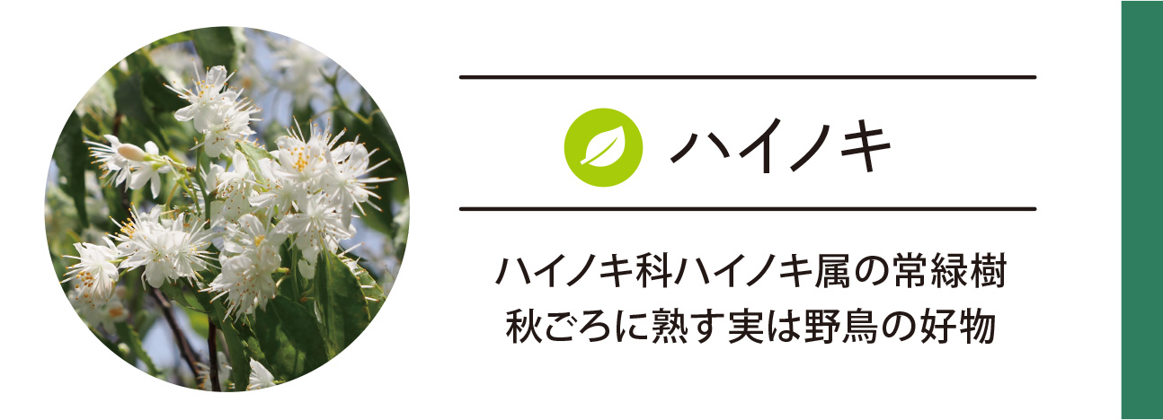 ハイノキ