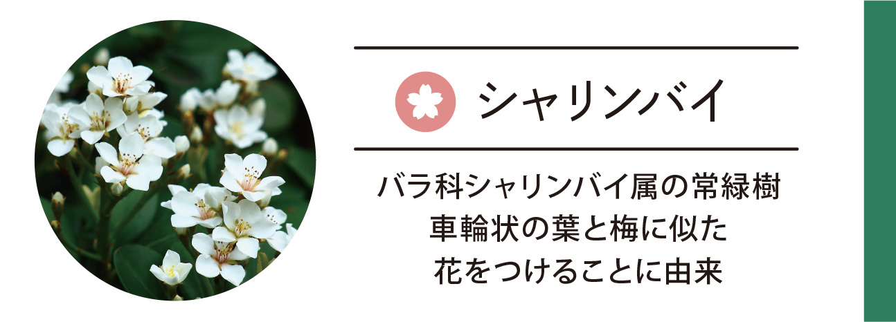 シャリンバイ