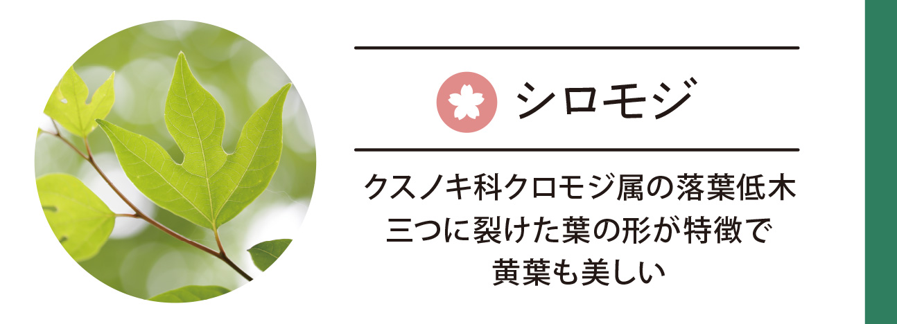 シロモジ