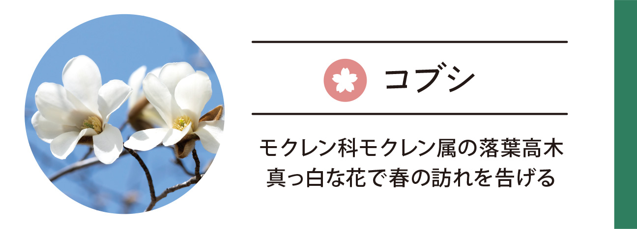 コブシ