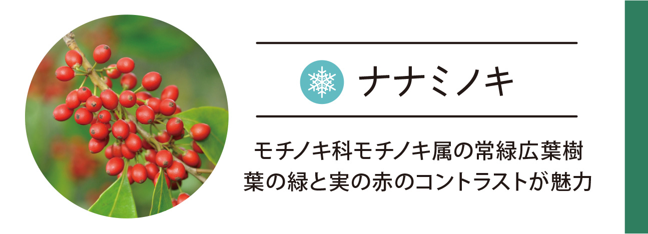 ナナミノキ