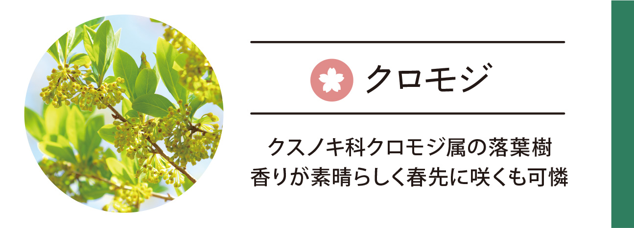 クロモジ