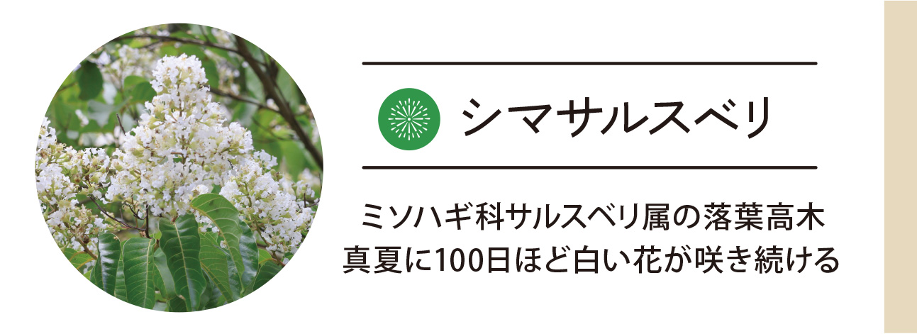 シマサルスベリ