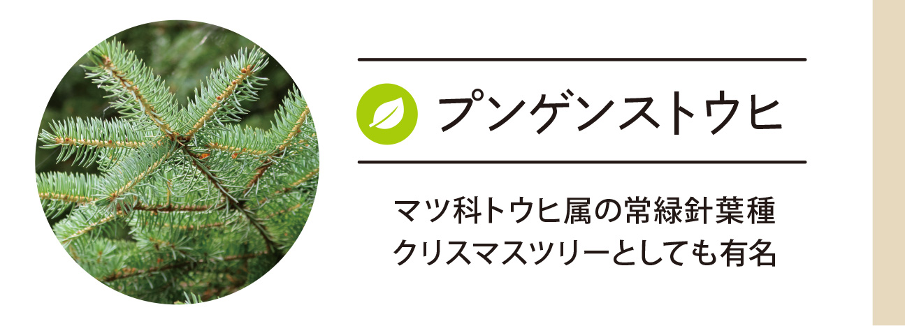 プンゲンストウヒ