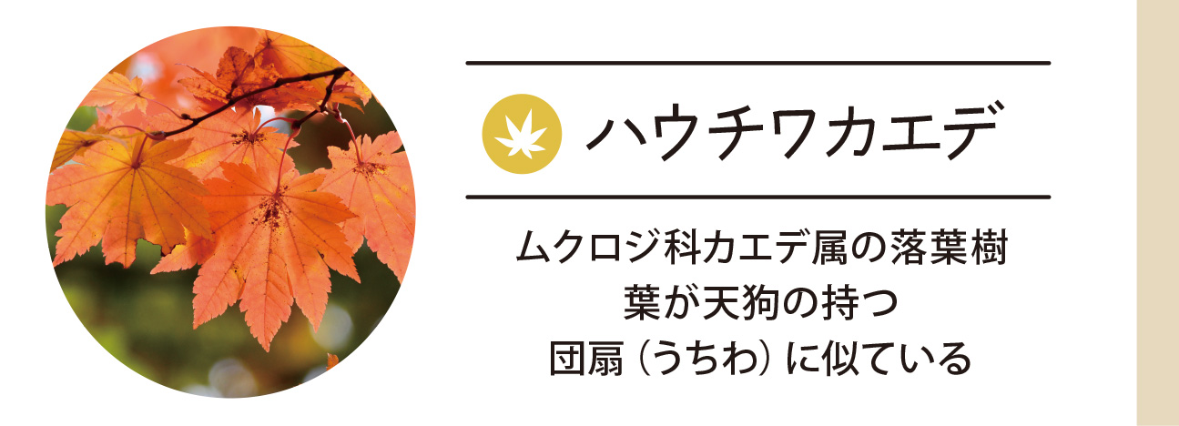 ハウチワカエデ