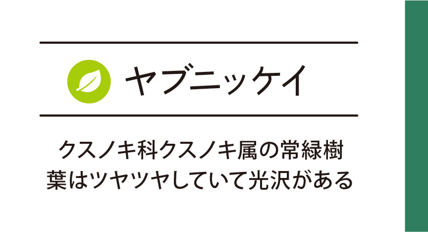 ヤブニッケイ
