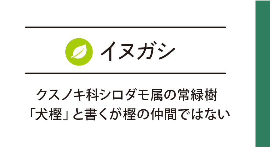 イヌガシ