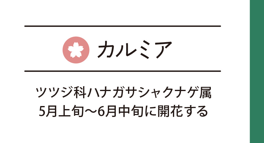カルミア