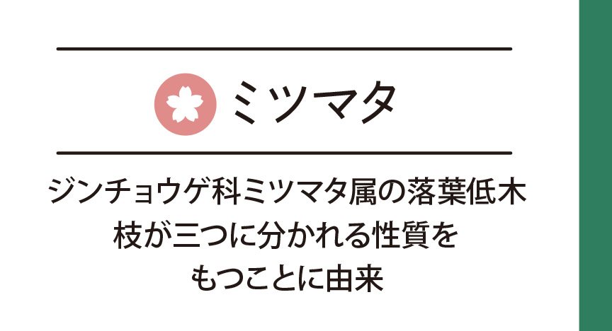ミツマタ