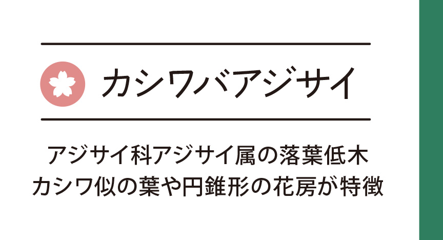 カシワバアジサイ