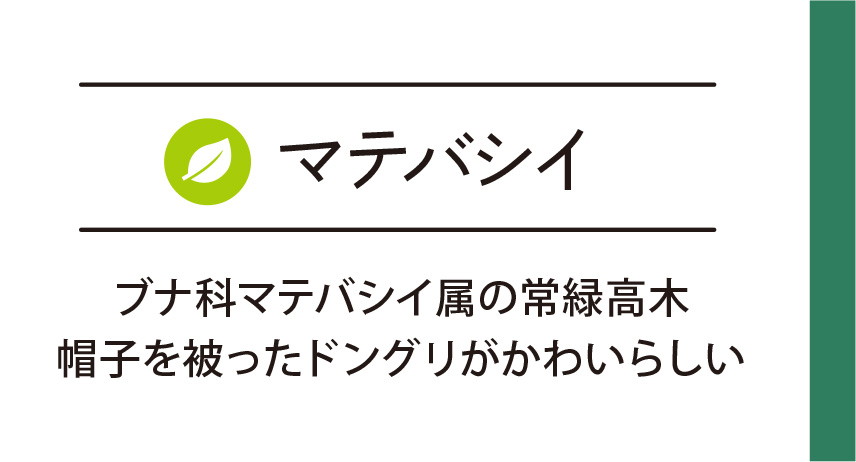 マテバシイ