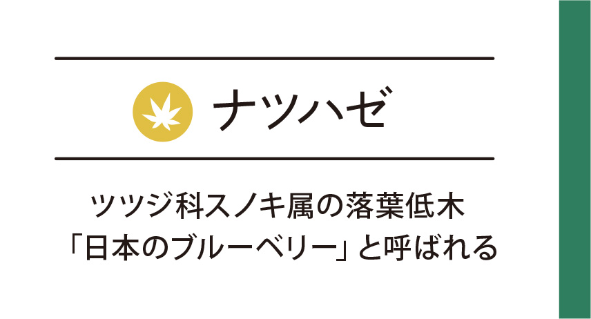 ナツハゼ