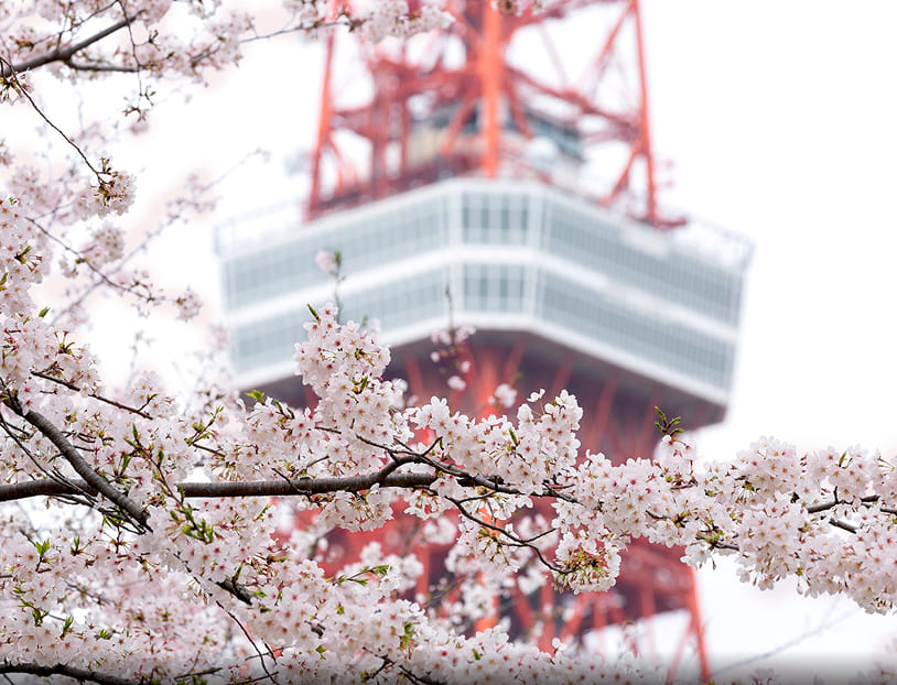 桜