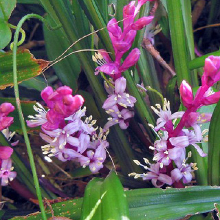 キチジョウソウ