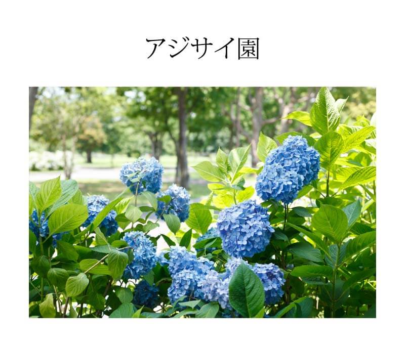 アジサイ園
