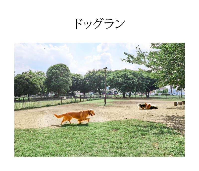 ドッグラン