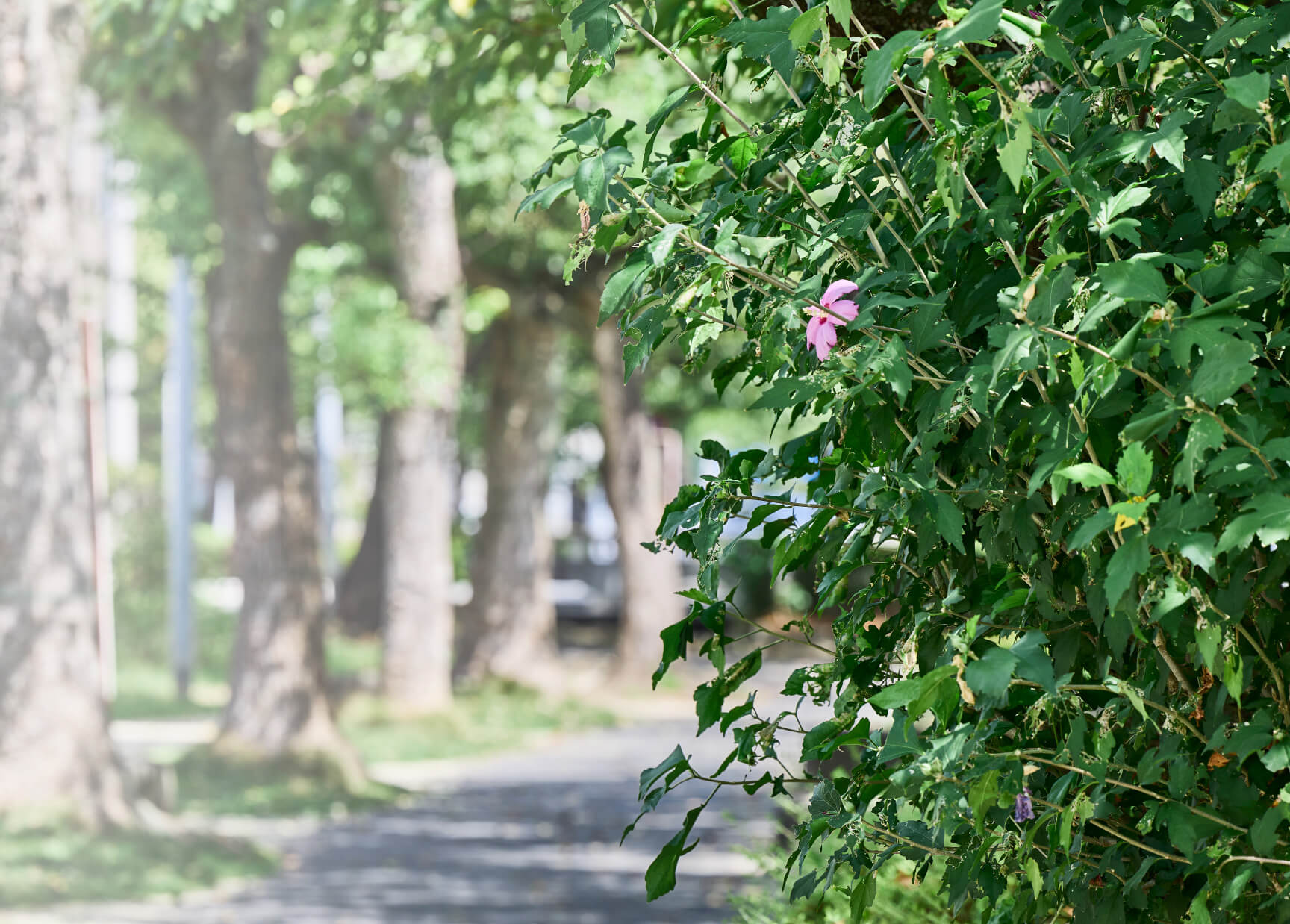 篠田堀親水緑道 徒歩7分（約540m）