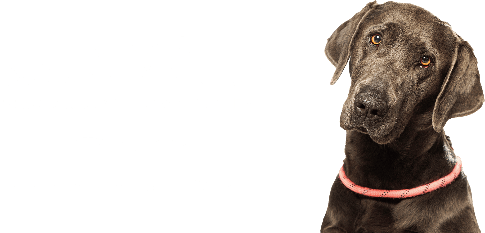 ペット共生マンション特設サイト