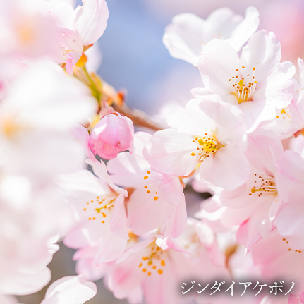 植物イメージ