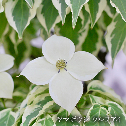 植物イメージ