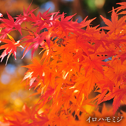 植物イメージ